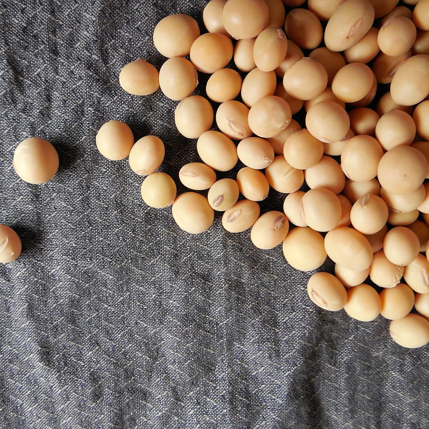 Plant protein from beans