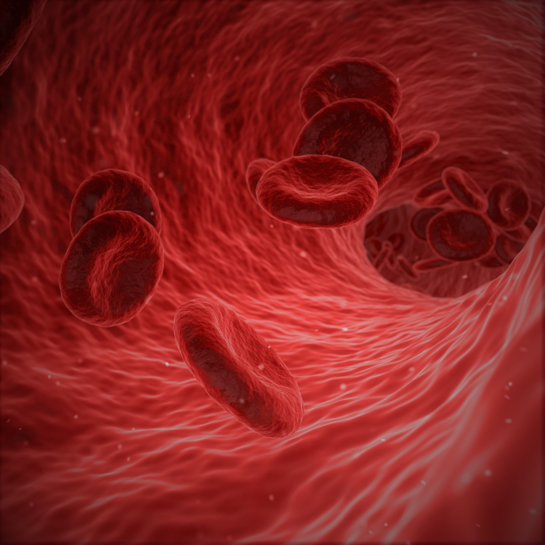Erytrocytes in a picture