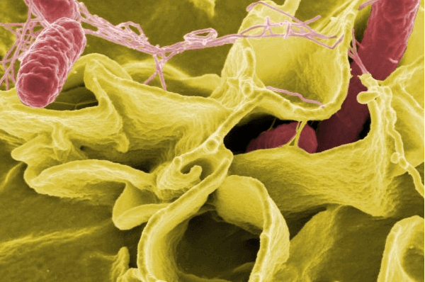 Gut Bacteria In Your Intestine