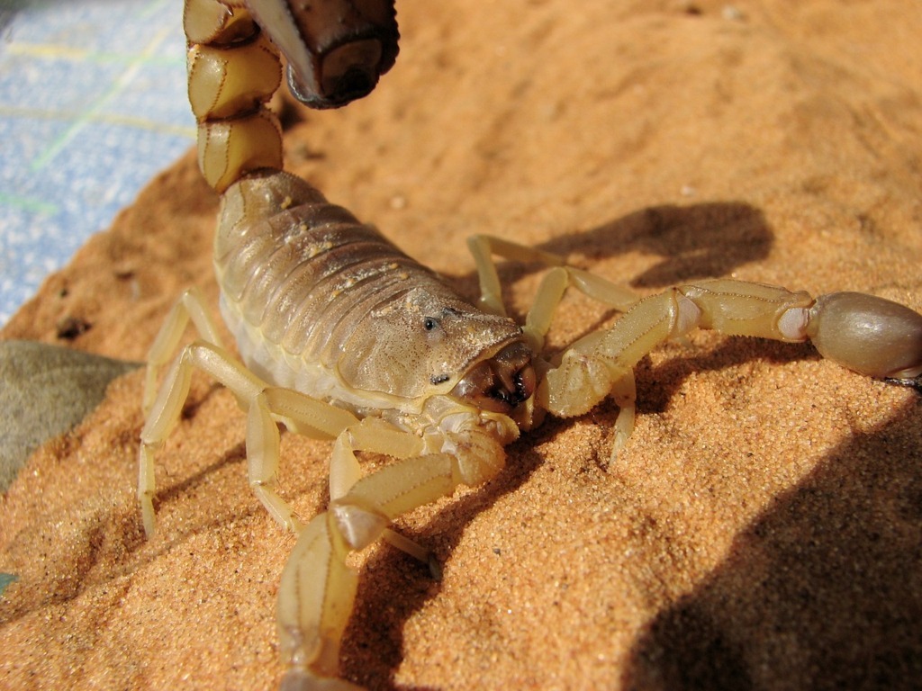 Insect