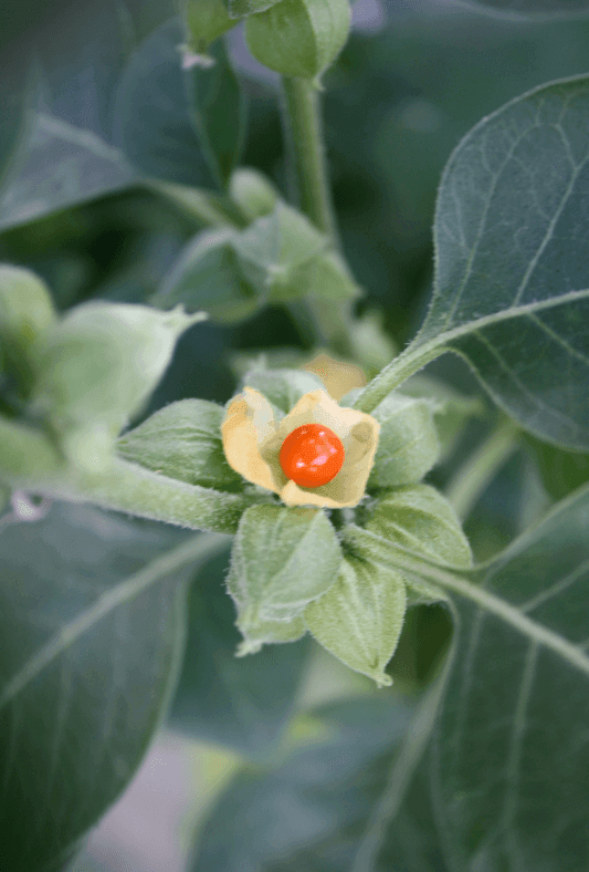 ashwagandha