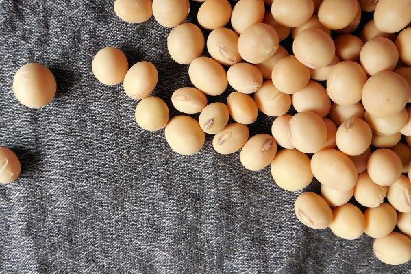 Plant protein from beans